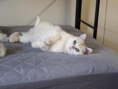 Cloud Half Off Summer Sale - British Shorthair - Gallery Photo #1