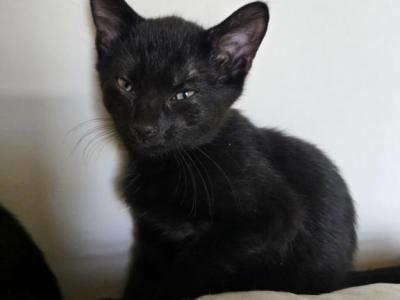 Pounce - Domestic - Gallery Photo #1