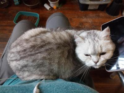 Sweetie Half Off Sale Now - British Shorthair - Gallery Photo #1