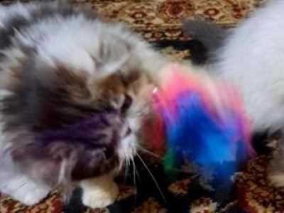 Neutered CFA Brown Tabby & White Persian - Persian - Gallery Photo #1