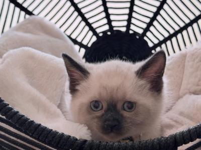 MAX - Siamese - Gallery Photo #1
