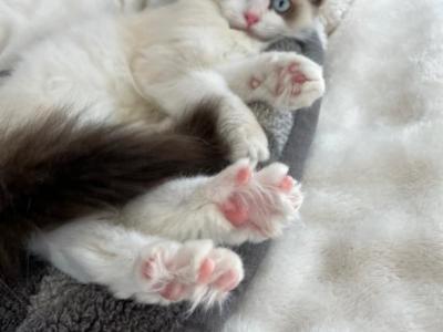 Bella - Ragdoll - Gallery Photo #1