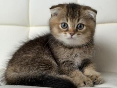 Half And Half Chinchilla - Scottish Fold - Gallery Photo #1