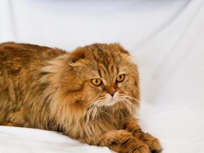 Hamilton Sweet Miracle - Scottish Fold - Gallery Photo #1