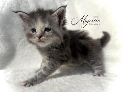 The Spring Garden Litter - Maine Coon - Gallery Photo #1