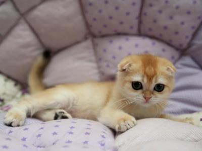JASMINE - Scottish Fold - Gallery Photo #1