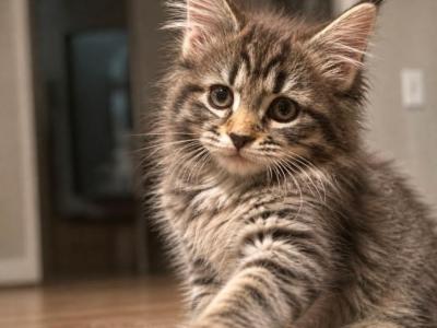 Kitty Purry - Maine Coon - Gallery Photo #1