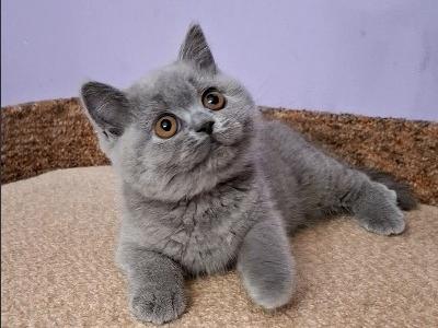 PAULA - British Shorthair - Gallery Photo #1