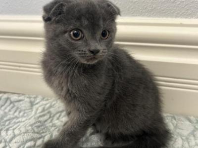 Lucy - Scottish Fold - Gallery Photo #1