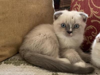 Mickey - Scottish Fold - Gallery Photo #1