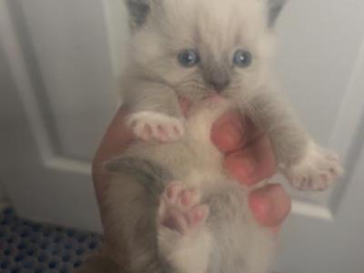 Himalayan Kittens Available Now - Himalayan - Gallery Photo #1