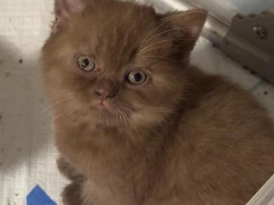 Chocolate Scottish Kitten Male - Scottish Straight - Gallery Photo #1