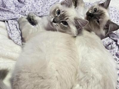 Valerie - Ragdoll - Gallery Photo #1