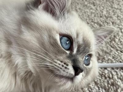 Gucci - Ragdoll - Gallery Photo #1