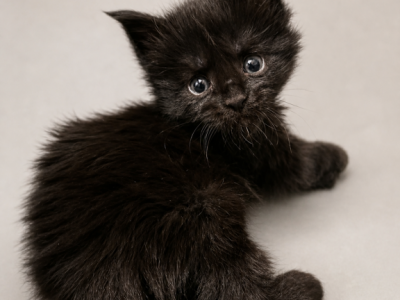 Acadia - Maine Coon - Gallery Photo #1