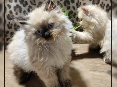 Ragdoll Male Kitten - Ragdoll - Gallery Photo #1