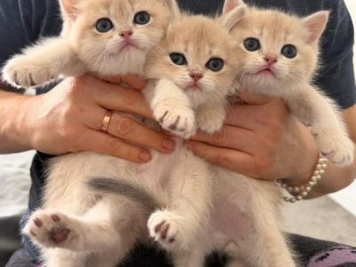 British Kittens - British Shorthair - Gallery Photo #1