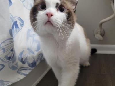 POLYDACTYL RAGDOLL - Ragdoll - Gallery Photo #1