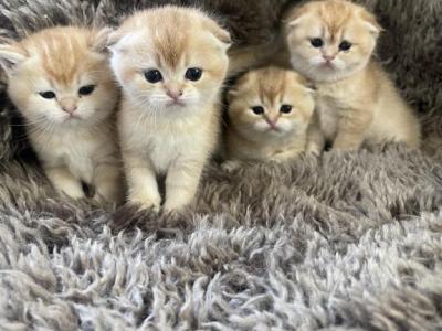 Scottish Folds - Scottish Fold - Gallery Photo #1