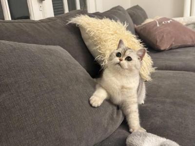 Zoe - Scottish Straight - Gallery Photo #1
