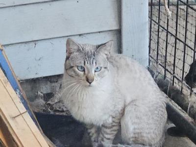 Razz - Siamese - Gallery Photo #1