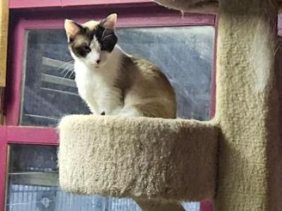 Sheba - Snowshoe - Gallery Photo #1