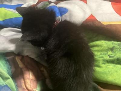 Oreo - American Shorthair - Gallery Photo #1