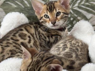 Ruby - Bengal - Gallery Photo #1