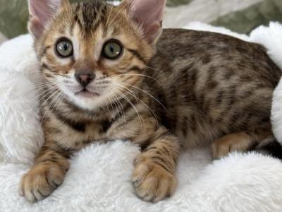 Sapphire - Bengal - Gallery Photo #1