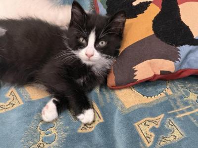 Teacup - Snowshoe - Gallery Photo #1