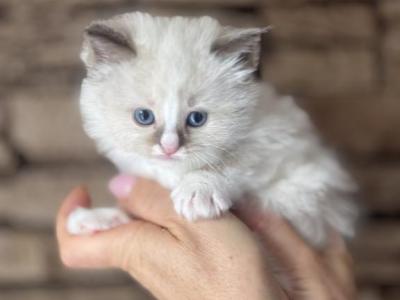 Female Ragdoll Kitten - Ragdoll - Gallery Photo #1