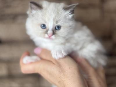 Female Ragdoll Kitten - Ragdoll - Gallery Photo #1