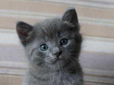 Russian Blue Kittens - Russian Blue - Gallery Photo #1