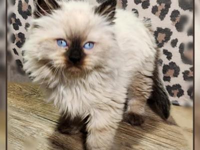 Ragdoll Siberian Male Kitten - Ragdoll - Gallery Photo #1