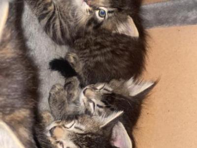 Bengal Mixes - Bengal - Gallery Photo #1