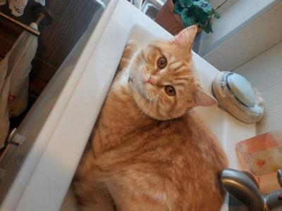 Lucky - Persian - Gallery Photo #1