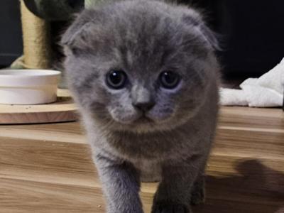 Smokey - Scottish Fold - Gallery Photo #1