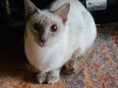 Blue Or Lilac Males - Siamese - Gallery Photo #1
