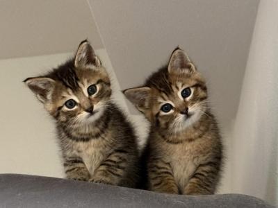 Cute Litter Of Kittens - American Shorthair - Gallery Photo #1