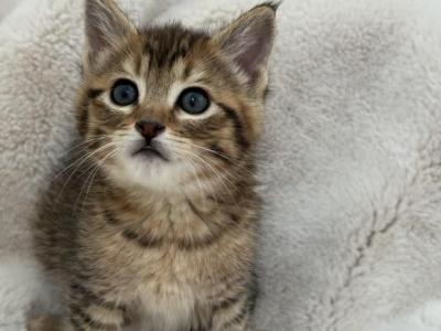 Cute Kitty - American Shorthair - Gallery Photo #1