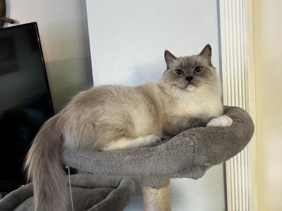 Valkyrie Blue Pointed Mitted Ragdoll Female - Ragdoll - Gallery Photo #1