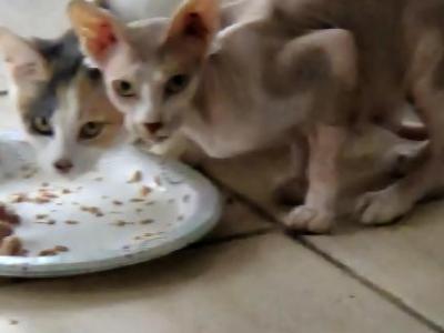 Elsie - Sphynx - Gallery Photo #1