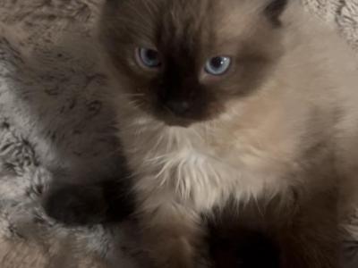 Stan Choc - Munchkin - Gallery Photo #1