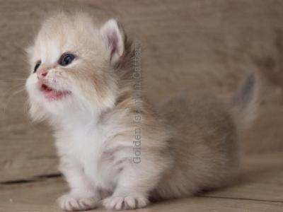 Munchkin Kitten Female Lilac Golden Shaded - Munchkin - Gallery Photo #1