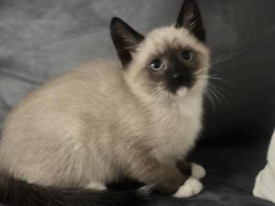 Beautiful Siamese Kitty - Siamese - Gallery Photo #1