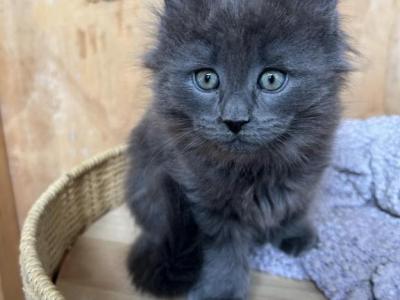 Sid - Maine Coon - Gallery Photo #1