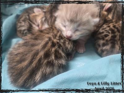 BENGAL LITTER BORN - Bengal - Gallery Photo #1