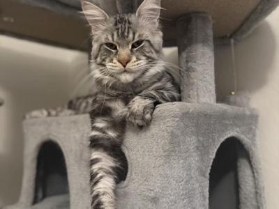 Henry - Maine Coon - Gallery Photo #1