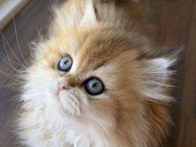 Golden British Longhair Girl - British Shorthair - Gallery Photo #1