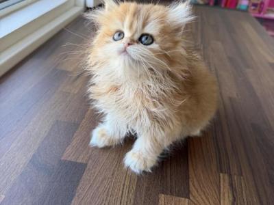 Golden Brittish Longhair Girl - British Shorthair - Gallery Photo #1